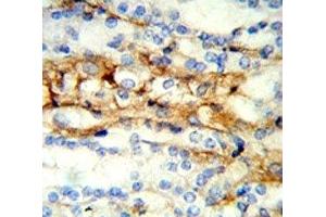 IHC analysis of FFPE mouse kidney stained with MFN2 antibody (MFN2 antibody  (AA 447-476))