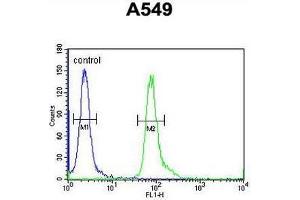 CT112 Antibody (Center) flow cytometric analysis of A549 cells (right histogram) compared to a negative control cell (left histogram). (FAM46D antibody  (Middle Region))