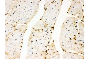 Anti- Annexin A3 Picoband antibody, IHC(P) IHC(P): Mouse Cardiac Muscle Tissue (Annexin A3 antibody  (Middle Region))