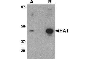 Western Blotting (WB) image for anti-Hemagglutinin antibody (Influenza A Virus H5N1) (ABIN1031717) (Hemagglutinin antibody)