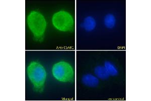 ABIN5539670 Immunofluorescence analysis of paraformaldehyde fixed HepG2 cells, permeabilized with 0.