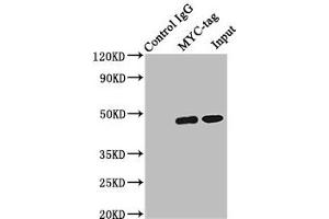 Immunoprecipitating MYC-tag with transfected HEK293 Lane 1: Mouse control IgG (1 μg) instead of ABIN7127946 in transfected HEK293 whole cell lysate. (Myc Tag antibody)