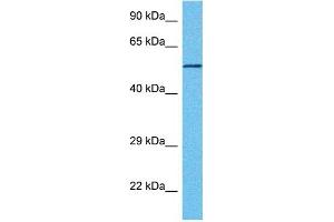 Host:  Mouse  Target Name:  WWTR1  Sample Tissue:  Mouse Kidney  Antibody Dilution:  1ug/ml (WWTR1 antibody  (N-Term))