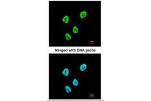 ICC/IF Image Immunofluorescence analysis of paraformaldehyde-fixed HeLa, using SET antibody, isoform 2-specifc , at 1:200 dilution. (SET/TAF-I antibody  (N-Term))