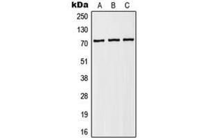 Western blot analysis of NHE6 expression in HEK293T (A), Raw264. (SLC9A6 antibody  (Center))