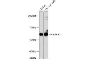 Western blot analysis of extracts of various cell lines, using Cyclin B1 antibody (ABIN7266553) at 1:1000 dilution. (Cyclin B1 antibody)
