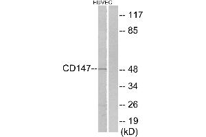 Immunohistochemistry analysis of paraffin-embedded human brain tissue using CD147 antibody. (CD147 antibody  (C-Term))