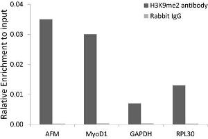 Chromatin immunoprecipitation analysis extracts of 293 cell line, using DiMethyl-Histone H3-K9 antibody and rabbit IgG. (Histone 3 antibody  (H3K9me2))
