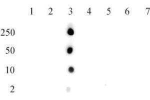 Histone H2B acetyl Lys15 pAb tested by dot blot analysis. (Histone H2B antibody  (acLys15))