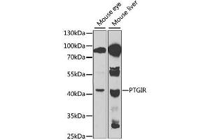 Western blot analysis of extracts of various cell lines, using PTGIR antibody. (Prostacyclin Receptor antibody  (AA 207-386))