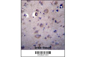 HPSE2 Antibody immunohistochemistry analysis in formalin fixed and paraffin embedded human brain tissue followed by peroxidase conjugation of the secondary antibody and DAB staining. (Heparanase 2 antibody  (C-Term))