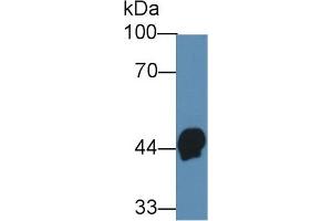 Western Blot; Sample: Human Serum; Primary Ab: 3µg/ml Mouse Anti-Human HPR Antibody Second Ab: 0. (HPR antibody  (AA 102-347))