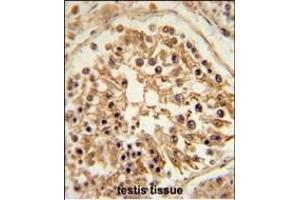 SHCBP1 Antibody (C-term) (ABIN651625 and ABIN2840332) immunohistochemistry analysis in formalin fixed and paraffin embedded human testis tissue followed by peroxidase conjugation of the secondary antibody and DAB staining. (SHCBP1 antibody  (C-Term))