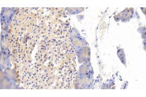 Detection of MAP1B in Mouse Pancreas Tissue using Polyclonal Antibody to Microtubule Associated Protein 1B (MAP1B) (MAP1B antibody  (AA 2203-2464))