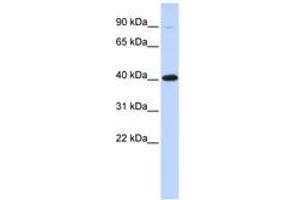 Image no. 1 for anti-Zinc Finger Protein 42 (ZFP42) (AA 108-157) antibody (ABIN6742666) (ZFP42 antibody  (AA 108-157))