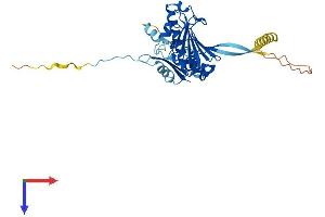 Heat Shock Protein 90kDa alpha (Cytosolic), Class A Member 2 (HSP90AA2) (AA 1-343) protein (His tag)
