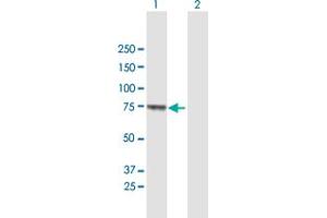 Western Blot analysis of MUC20 expression in transfected 293T cell line by MUC20 MaxPab polyclonal antibody. (MUC20 antibody  (AA 1-538))