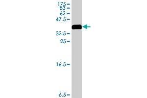 Western Blot detection against Immunogen (36. (SYNE2 antibody  (AA 6702-6799))