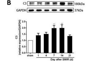 Astrocytes were activated and mainly expressed as the A1 phenotype in the spinal cord after SMIR. (GAPDH antibody)
