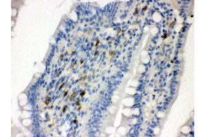 Anti- Syndecan 4 Picoband antibody, IHC(P) IHC(P): Rat Intestine Tissue