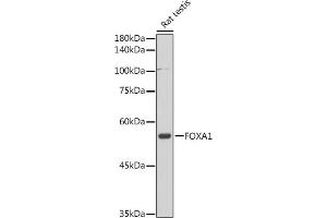 Western blot analysis of extracts of Rat testis, using FOX antibody (5278) at 1:1000 dilution. (FOXA1 antibody  (AA 263-472))