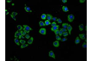 Immunofluorescence (IF) image for anti-FIC Domain Containing (FICD) (AA 63-185) antibody (ABIN7143295)