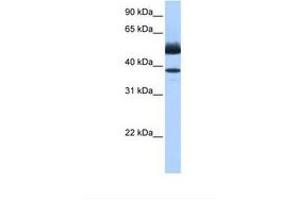Image no. 1 for anti-Lipase, Family Member J (LIPJ) (AA 282-331) antibody (ABIN6739347) (LIPJ antibody  (AA 282-331))