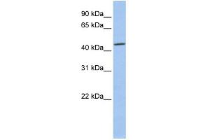 WB Suggested Anti-CSNK2A1 Antibody Titration: 0. (CSNK2A1/CK II alpha antibody  (Middle Region))