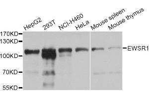 Western blot analysis of extracts of various cell lines, using EWSR1 Antibody (ABIN5970844) at 1/1000 dilution.