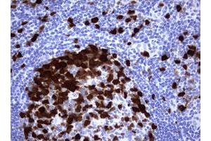 Image no. 1 for anti-Thymidylate Synthetase (TYMS) antibody (ABIN1501595) (TYMS antibody)