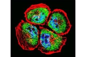 Confocal immunofluorescent analysis of MMP3 antibody with NCI-H460 cells followed by Alexa Fluor 488-conjugated goat anti-rabbit lgG (green). (MMP3 antibody  (AA 30-59))