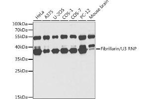 Western blot analysis of extracts of various cell lines, using Fibrillarin/U3 RNP antibody (ABIN6130429, ABIN6140494, ABIN6140496 and ABIN6217509) at 1:1000 dilution. (Fibrillarin antibody  (AA 100-321))