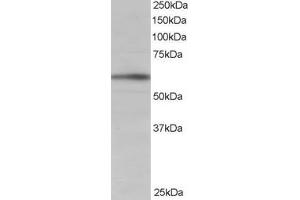 ABIN184629 staining (1µg/ml) of Human Brain lysate (RIPA buffer, 35µg total protein per lane).