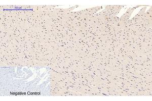 Immunohistochemical analysis of paraffin-embedded rat heart tissue. (MAPK14 antibody  (pThr180))