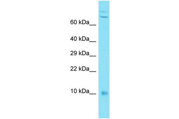 C7orf49 antibody  (N-Term)
