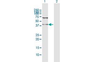 Western Blot analysis of WDR74 expression in transfected 293T cell line by WDR74 MaxPab polyclonal antibody. (WDR74 antibody  (AA 1-366))