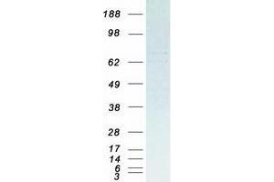 Pentatricopeptide Repeat Domain 3 (PTCD3) protein (Myc-DYKDDDDK Tag)