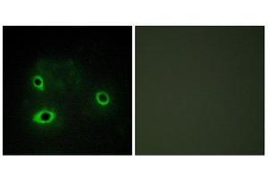 Immunofluorescence (IF) image for anti-Cytochrome C Oxidase Subunit IV Isoform 2 (Lung) (COX4I2) (Internal Region) antibody (ABIN1850324) (COX4I2 antibody  (Internal Region))