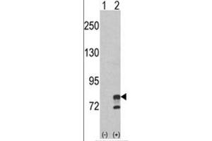 Western blot analysis of GMPS (arrow) using rabbit polyclonal GMPS Antibody (Center) . (GMP Synthase antibody  (Middle Region))