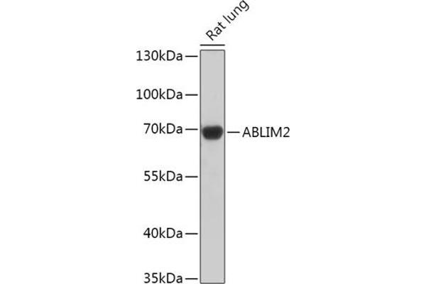 ABLIM2 antibody  (AA 74-309)