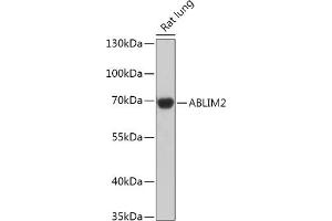 Western blot analysis of extracts of Rat lung, using  antibody (ABIN7265380) at 1:1000 dilution. (ABLIM2 antibody  (AA 74-309))