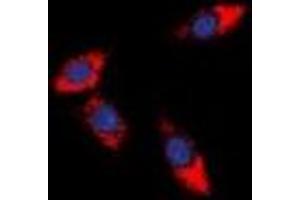 Immunofluorescent analysis of PDCD12 staining in HeLa cells. (AVEN antibody  (C-Term))
