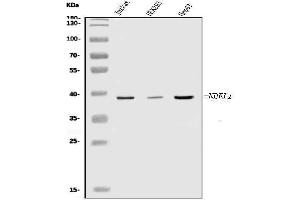 Western blot analysis of NDEL1 using anti-NDEL1 antibody (ABIN7602511).