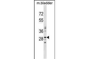 Western blot analysis in mouse bladder tissue lysates (35ug/lane). (NUBPL antibody  (N-Term))