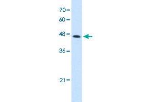 Western Blot analysis of HepG2 cell lysate with CTH polyclonal antibody  at 2. (CTH antibody  (C-Term))