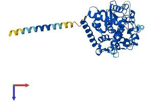Galactose-3-O-Sulfotransferase 2 (GAL3ST2) (AA 1-398) protein (His tag)