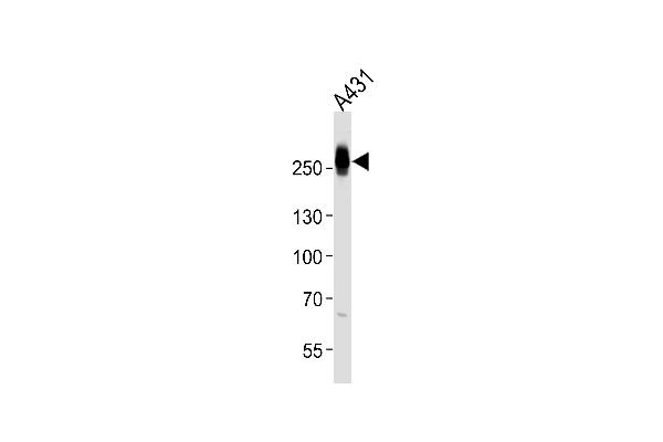 Myosin antibody  (AA 654-668)