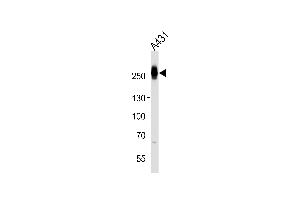 Western blot analysis of lysate from A431 cell line, using MYH14 Antibody (Center) (ABIN1944769 and ABIN2838513). (Myosin antibody  (AA 654-668))