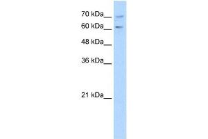 PDE9A antibody used at 1 ug/ml to detect target protein.