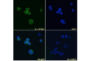 (ABIN570798) Immunofluorescence analysis of paraformaldehyde fixed Jurkat cells, permeabilized with 0. (Fibrillin 1 antibody  (Internal Region))